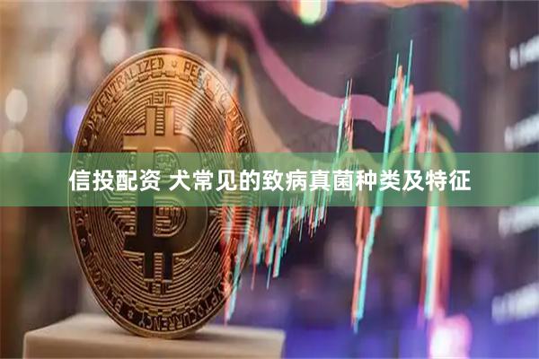 信投配资 犬常见的致病真菌种类及特征