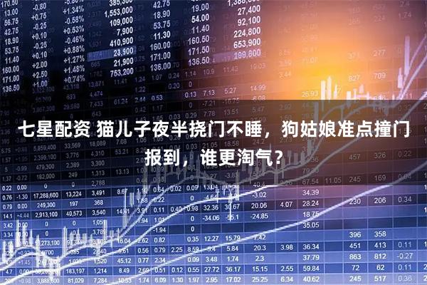 七星配资 猫儿子夜半挠门不睡，狗姑娘准点撞门报到，谁更淘气？